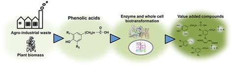 Biotransformation of Plant‐Derived Phenolic Acids - Tinikul - 2018 - Biotechnology Journal ...