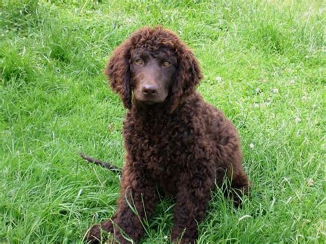 American Water Spaniel - Puppies, Rescue, Pictures, Information ...