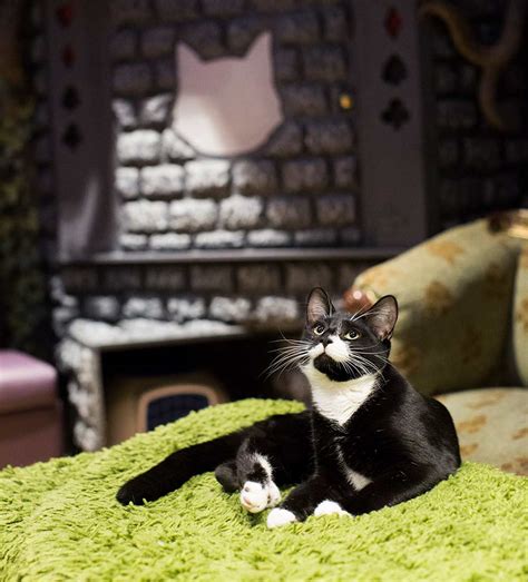 London's Cat Cafes - 'feline' like a new experience? - CK Travels