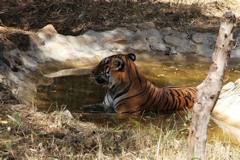 Bannerghatta National Park (Zoo) – ojdo