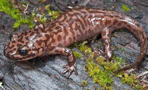 Giant Salamander - Facts, Size, Diet, Pictures - All Animal Facts