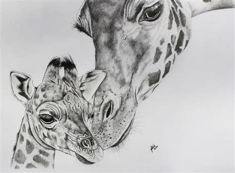 drawing giraffes | Giraffe Face Drawing Giraffe pencil drawing. | Giraffe drawing, Giraffe, Face ...