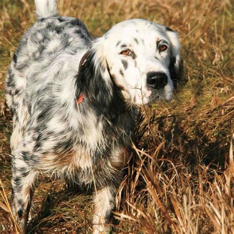 Breed Profile: The English Setter - Gun Dog Magazine