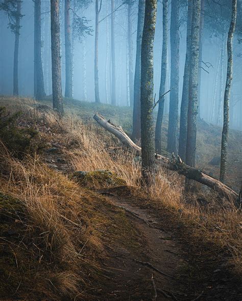 Foggy forest landscape by JuhaniViitanen on DeviantArt