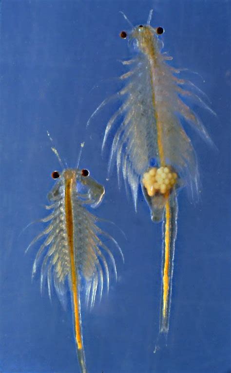 What sea monkeys really look like! | Brine shrimp, Ocean creatures, Sea monkeys