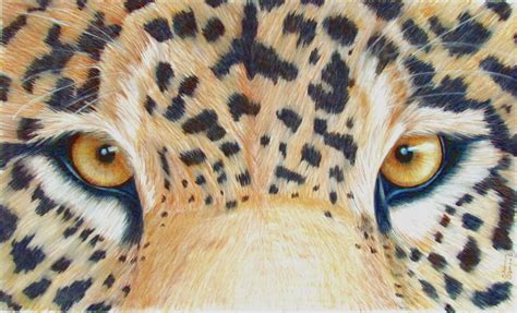 Jaguar Eyes | Shannon_Clements | Foundmyself