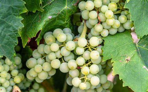 Chardonnay Grapes | Payless Hardware, Rockery & Nursery