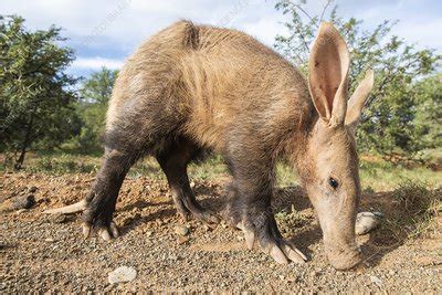 Aardvark feeding - Stock Image - C050/7044 - Science Photo Library