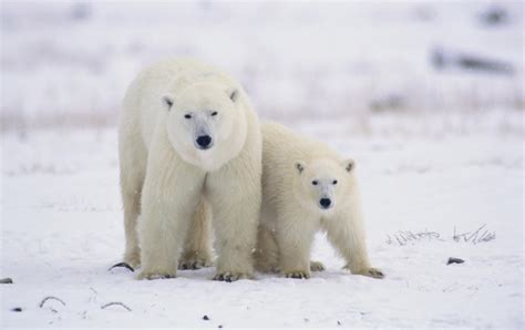 The Polar Bear Family wallpapers