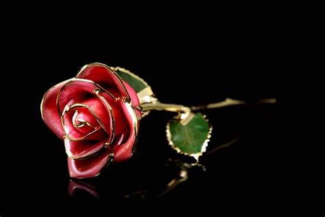 24k Gold Roses | Platinum Roses | Real Roses Preserved in Gold