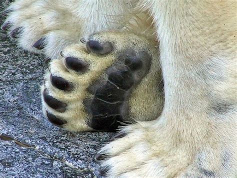 What Color Skin Do Polar Bears Have - Polar Bear Skin Color