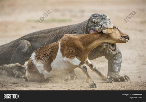 Dragon Attacks. Komodo Image & Photo (Free Trial) | Bigstock