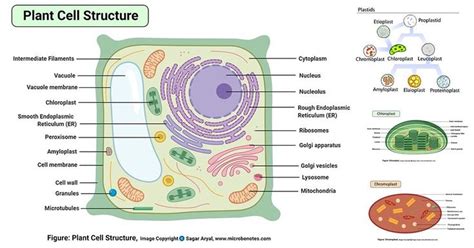 Plant cell- definition, labeled diagram, structure, parts, organelles ...