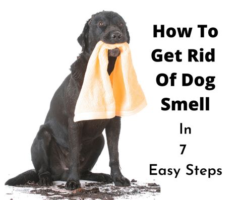 How To Get Rid Of Dog Smell In 7 Simple Steps - gentledogtrainers.com.au