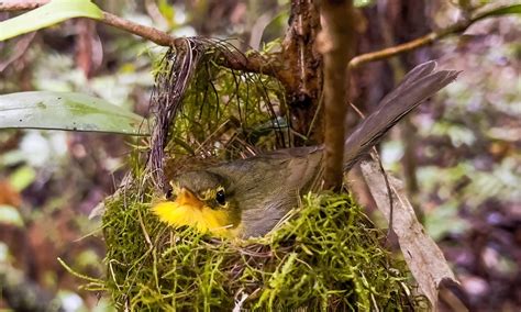 Endemic Birds of Madagascar – Alex Aitkenhead