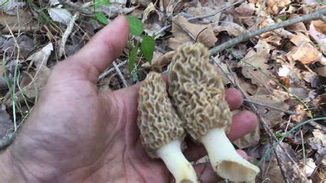 How To Find Morel Mushroom Morel Hunting - YouTube