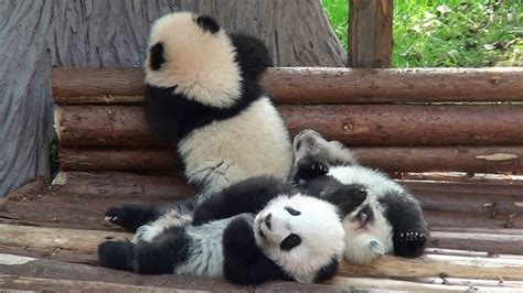 Three Insanely Cute Panda Cubs Crawl and Tumble Over Each Other in ...