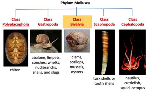 Classification Of Phylum Mollusca