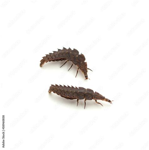 Firefly Larvae Stock Photo | Adobe Stock