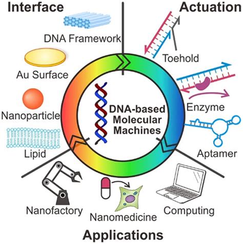 DNA-Based Molecular Machines | JACS Au