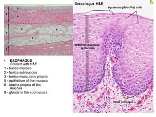 Histology Of The Oral Cavity | PPT