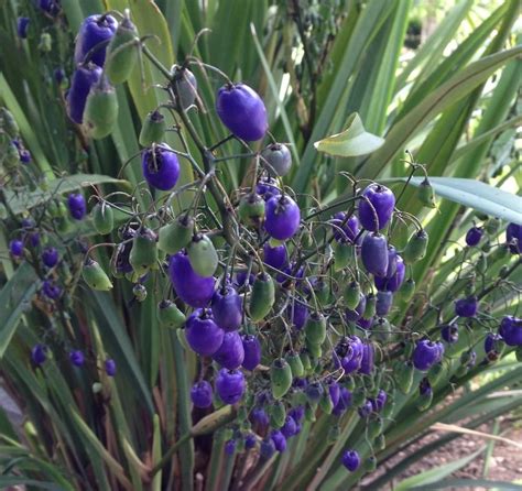 Photo of the fruit of Tasman Flax Lily (Dianella tasmanica) posted ... | Australian trees ...