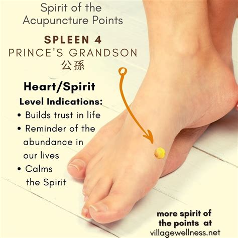 Spleen 4 -Prince's Grandson -An Acupuncture Point that embodies the richness of who we are ...