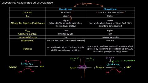 Glycolysis: Hexokinase vs Glucokinase [free sample] - YouTube