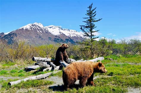 Alaska Wildlife Conservation Center