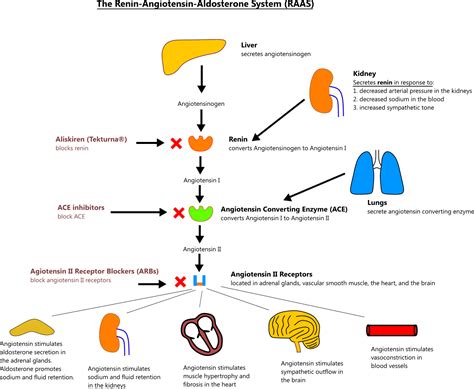 Illustration of the Renin-Angiotensin-Aldosterone System (RAAS), how it affects various… | Renin ...