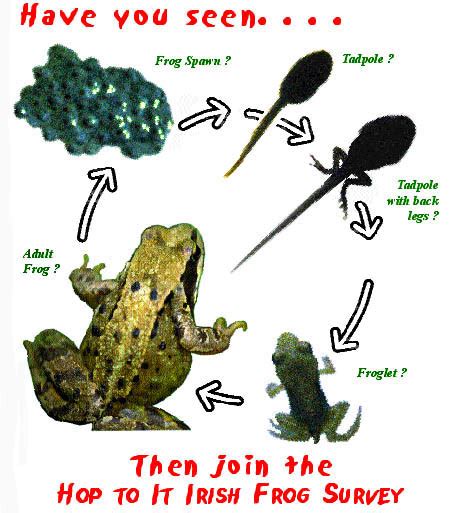 american bullfrog life cycle