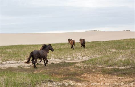 The Wild Horses of Sable Island