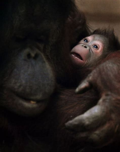 Baby orangutan - Hinckley Times