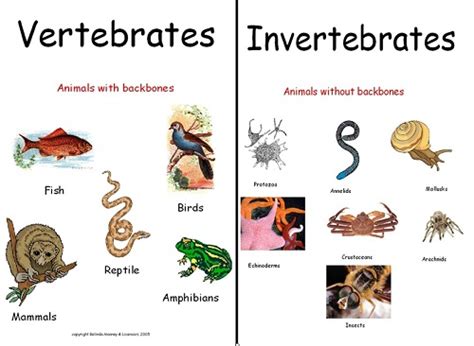 Invertebrates Animals Names