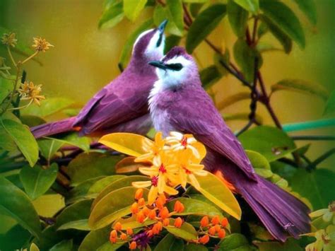 What pretty Birds | Beautiful birds, Pet birds, Colorful birds