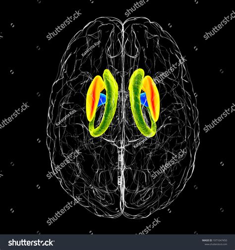 Brain Dorsal Striatum Anatomy 3d Illustration Stock Illustration 1971047450 | Shutterstock