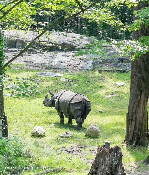 A Day At The Bronx Zoo » Penelope Guzman New York Freelance Writer and Photographer