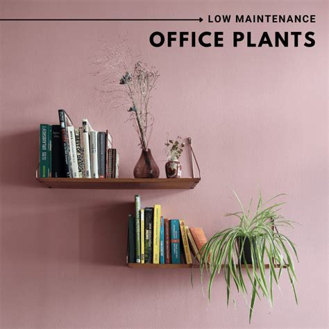 The 8 Best Low-Light and Low-Maintenance Office Plants - Dengarden