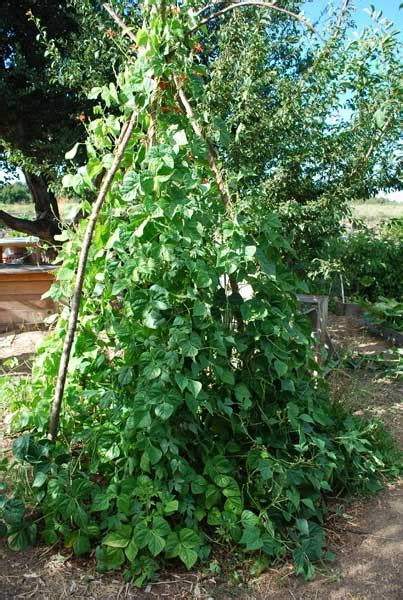 Green Bean Varieties, Types of Green Beans