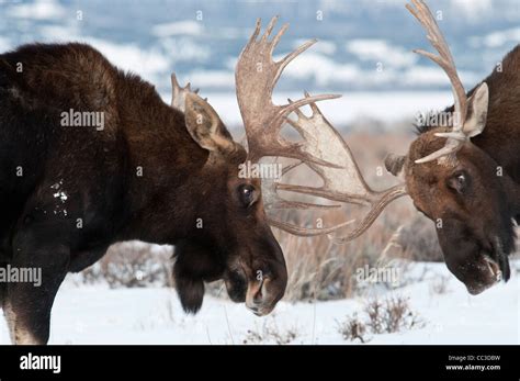 Bull Moose Fighting High Resolution Stock Photography and Images - Alamy