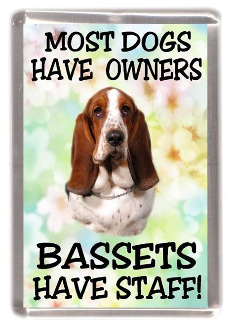 Basset | Basset dog, Basset hound funny, Basset hound