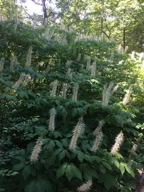 Aesculus parviflora, Bottlebrush Buckeye – Cricket Hill Garden