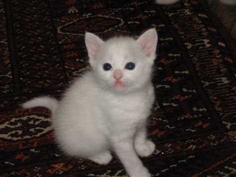 File:White kitten.jpg - Wikipedia