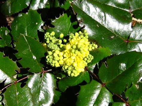 Oregon Grape, Holly Leaved Barberry, Oregon Holly, Mahonia aquifolium