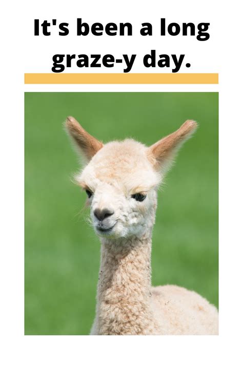 Llama Puns Guaranteed to make you laugh your fluffy socks off - Cute ...