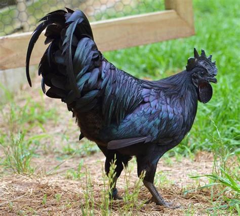 Chingum — Discover Curiosities: Black Rooster | Ayam Cemani