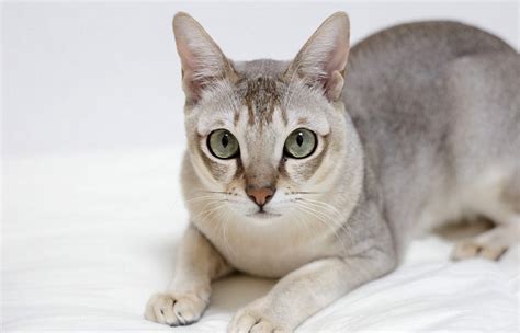 Singapura Cat, About, History, Health, Personality and More - MustPets.Com