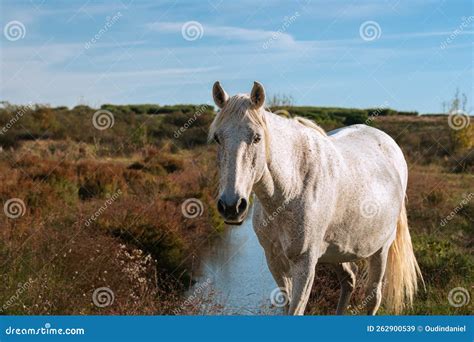 White Camargue Horse in the South of France. Stock Image - Image of ...