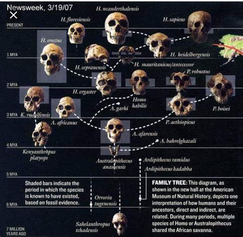 LEWIS RESEARCH UNIT | Human evolution, Human evolution tree, Science ...