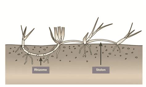 Zoysia Grass: The Ultimate Guide - NG Turf - Homeowners